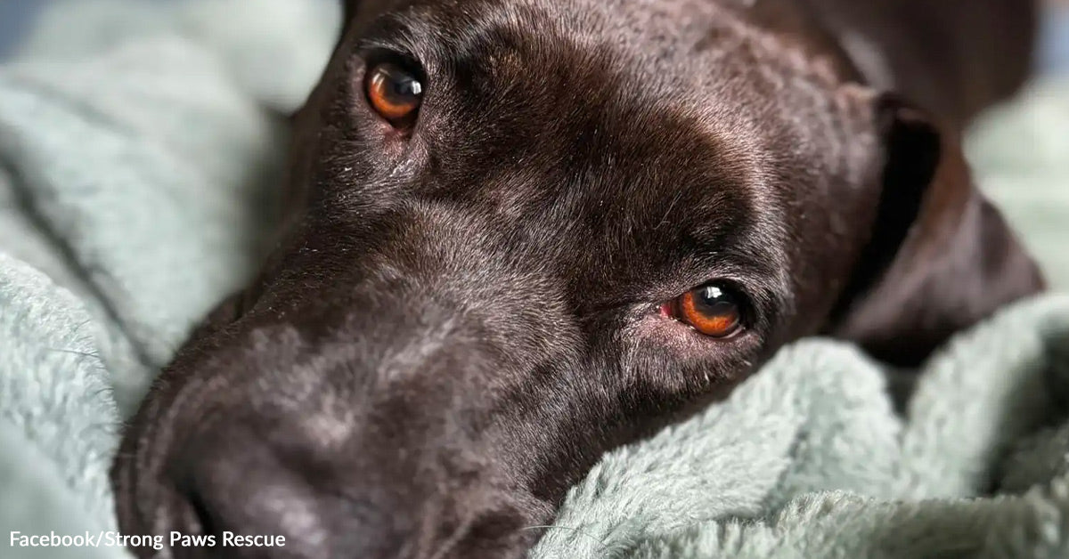 Black Pit Bull’s Coronary heart Breaks After Eighth Foster Goodbye Black Pit Bull’s Coronary heart Breaks After Eighth Foster Goodbye
