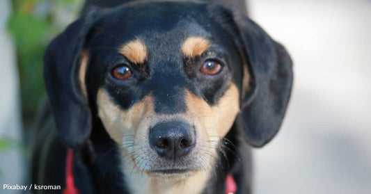 Dog Abandoned by Former Family Grows Strong Attachment to New Foster