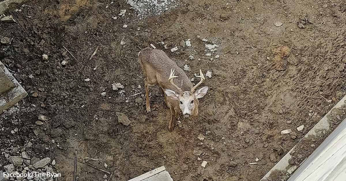 Misplaced Canine Search Turns Into Dramatic Deer Rescue In Deep Building Pit Misplaced Canine Search Turns Into Dramatic Deer Rescue In Deep Building Pit