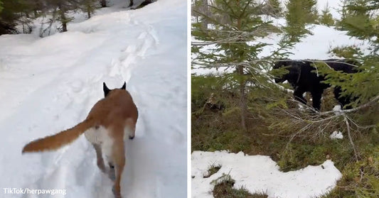 Left: Dog walking through deep snow in a wooded area; Right: Black dog standing among trees and snow.