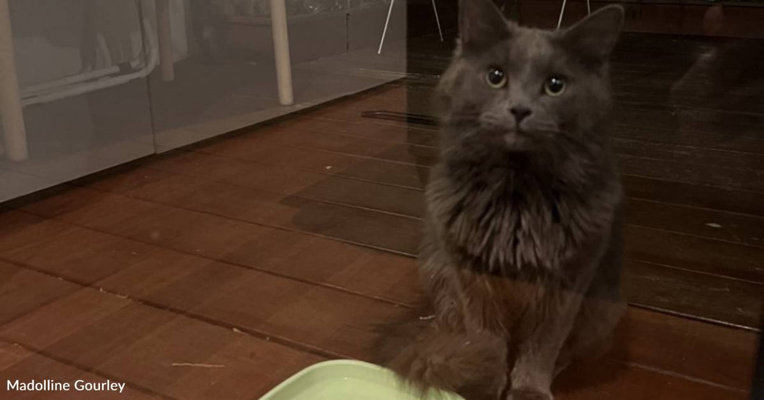 Stray, or Possibly Lost, Cat Surprises Cat Sitter Caring for Two Other Felines