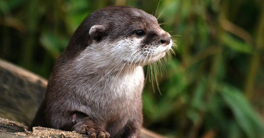 Louie The Otter Escapes Wisconsin Zoo And Chooses To Remain In The Wild