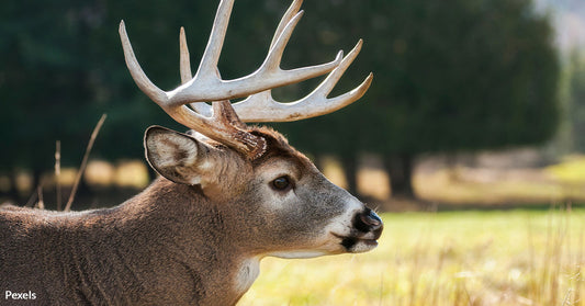 Arkansas Hunter’s Alleged Fraud Shows Flaws in Prize-Driven Hunts