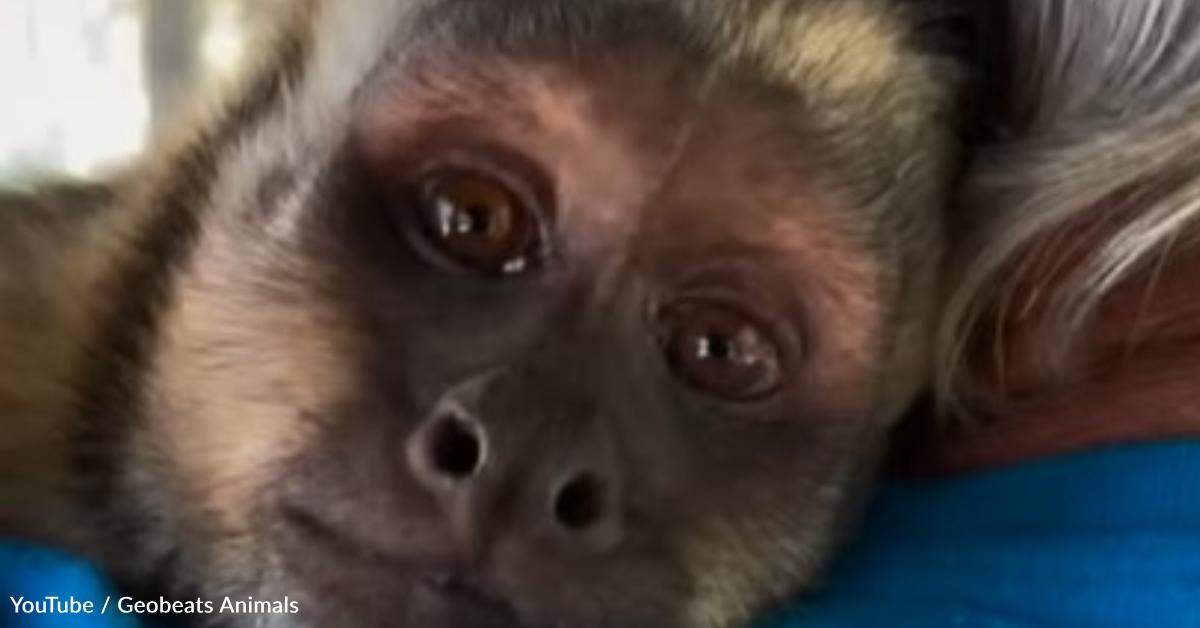 Syte Monkey Abandoned Monkey Loses Family and Then Finds Forever Home | The Animal ...