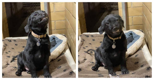 Shelter Puppy Hopes To Land Forever Home By Smiling At Everyone That Talks To Him