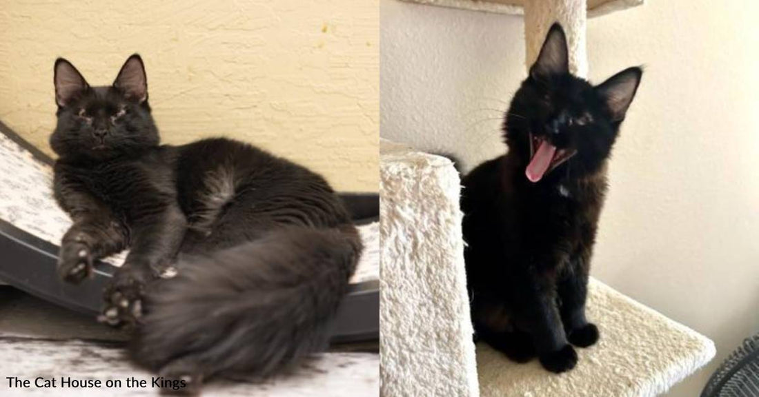 One-Eyed Cat Has Recovered From Several Health Problems, and He's Ready to Charm a Forever Family