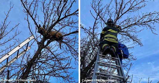 Daring Rescue Frees Young German Shepherd Trapped 25 Feet Up in a Tree