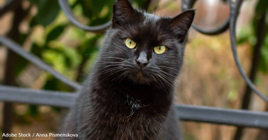 Dog Lover with Mouse Problem Gets Help From the 'Sweetest' Cat