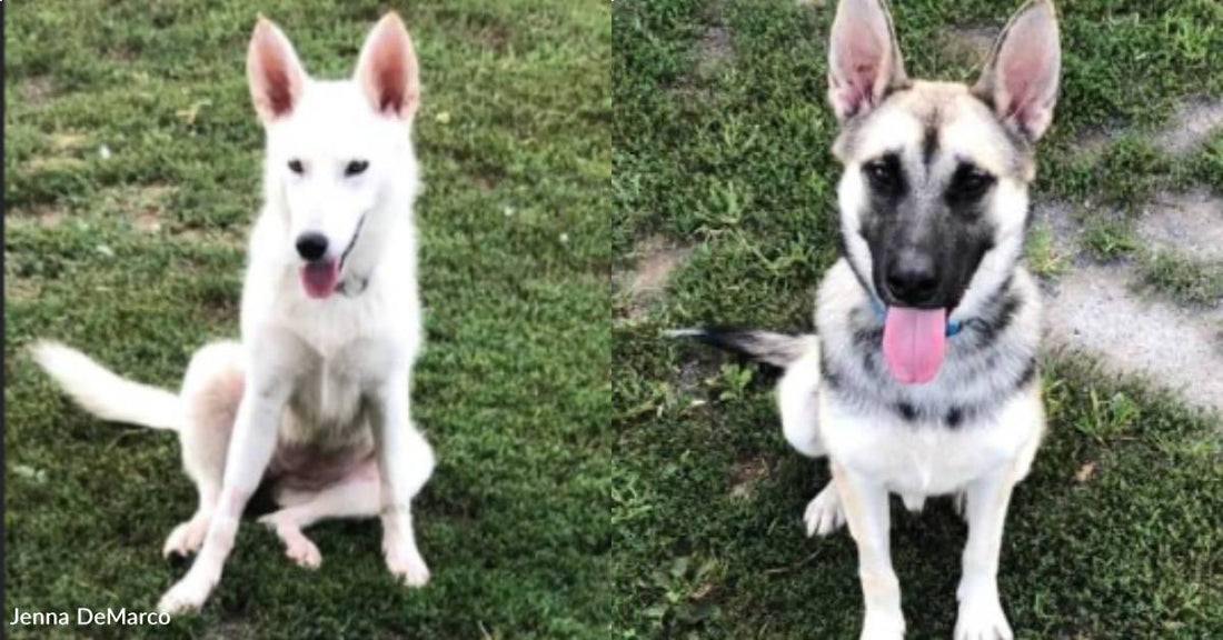 Woman Sets Out to Adopt One Rescue Dog, Ends Up with a Much Shyer Pup Who 'Rescues' Her