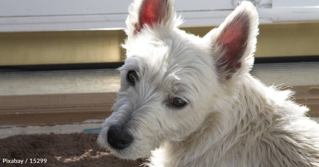 Abandoned Senior Dog with Vision Impairment Gets Second Chance with New Family