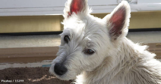 Abandoned Senior Dog with Vision Impairment Gets Second Chance with New Family