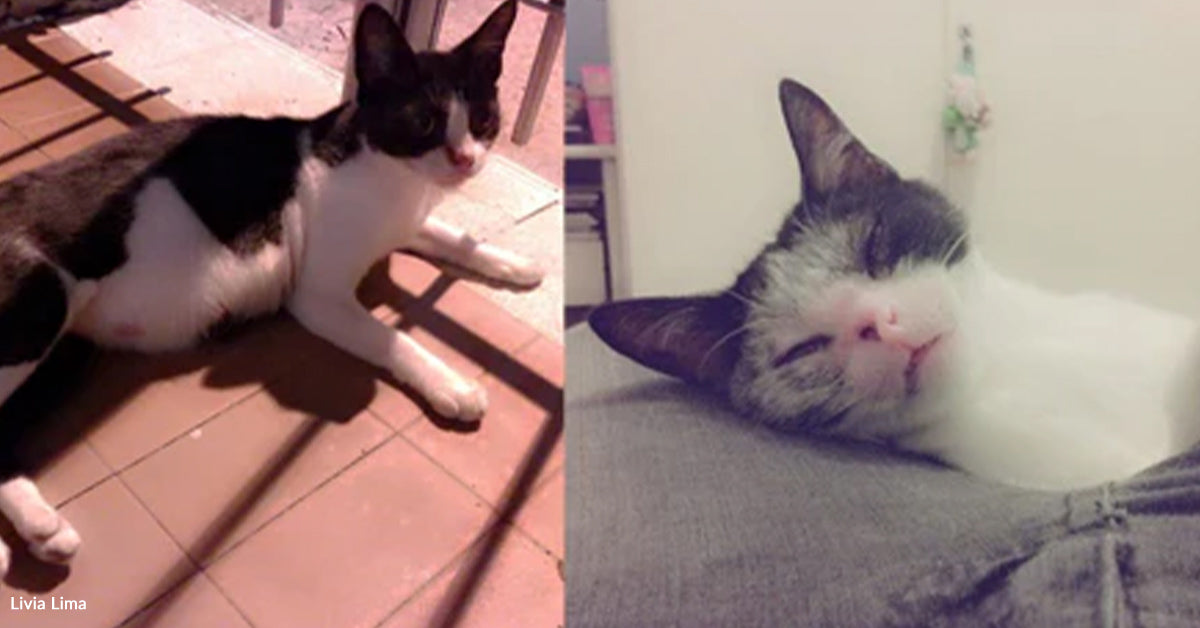 A Pregnant Stray Saved Coming Again Till Love Practically Misplaced Her