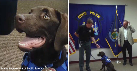 A trained police or service dog sits beside a handler during a presentation in front of state police flags.