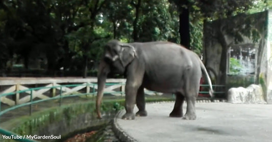 Mali, Known as World's Saddest Elephant, Dies After 45 Years in Manila Zoo