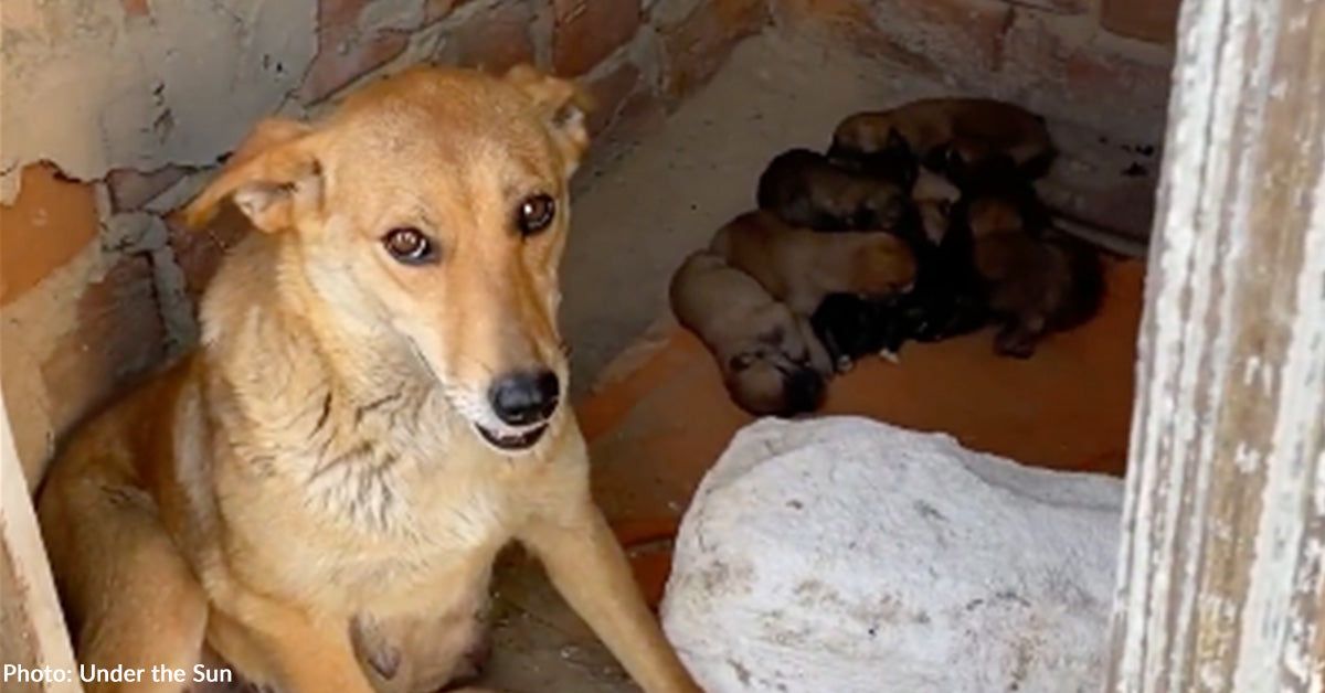Mama Dog and Nine Newborn Puppies Rescued from Destroyed Ukraine Village