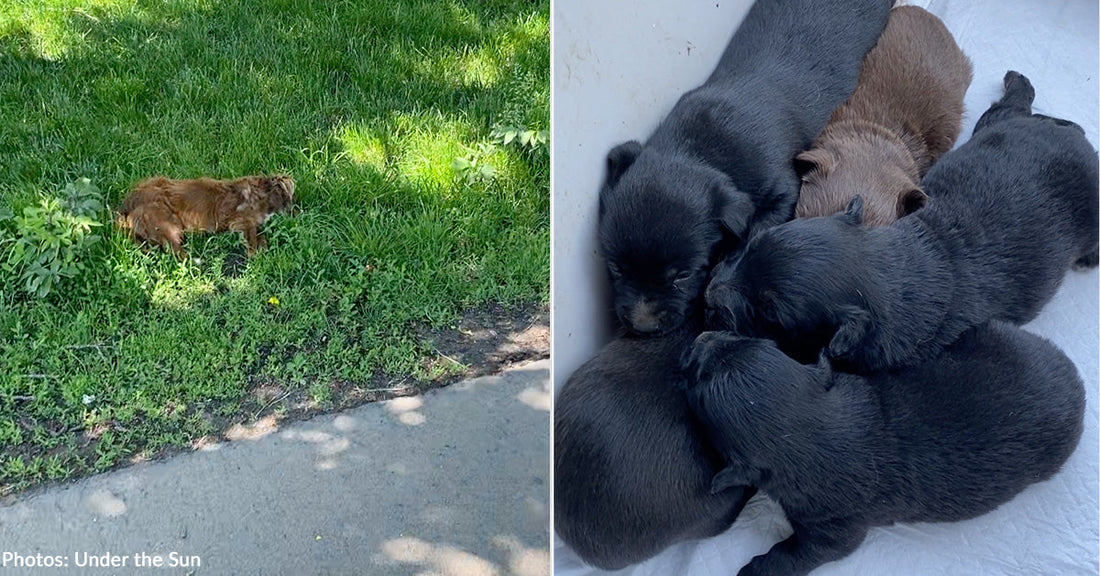 Mama Dog's Tragic Death Leaves Newborn Puppies Fighting to Survive