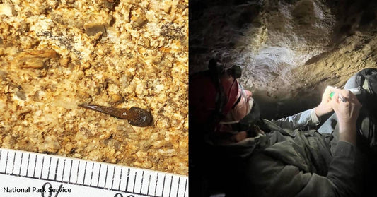 Scientists Discover New Prehistoric Shark at Mammoth Cave National Park