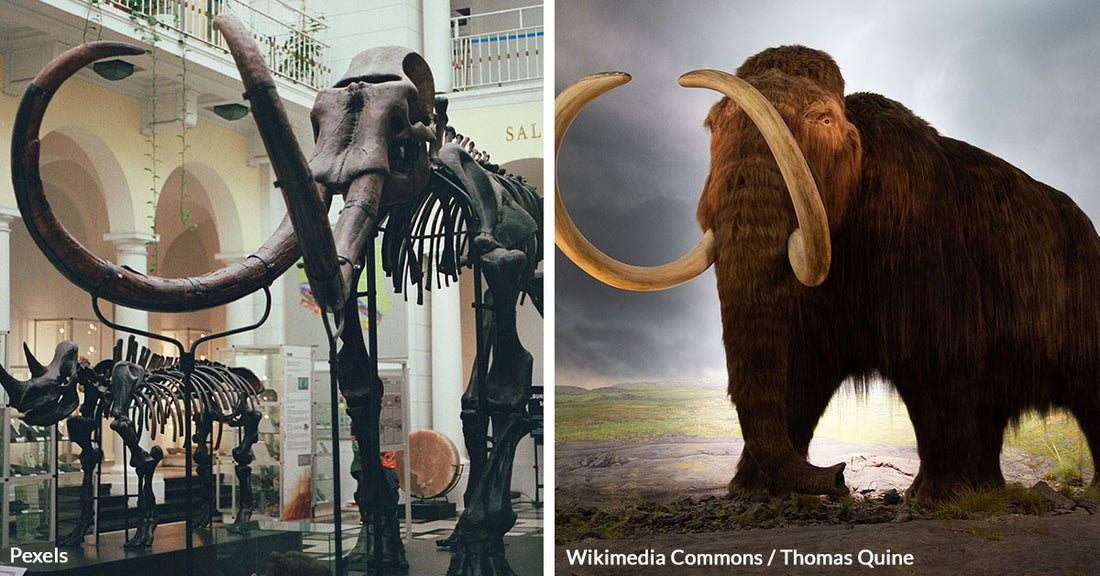 Woolly Mammoth Resurrection Could Rewrite Rules of Life and Death | The ...