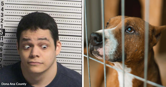 Split image showing a mugshot of a man making a surprised expression beside a close-up of a brown-and-white dog behind kennel bars.