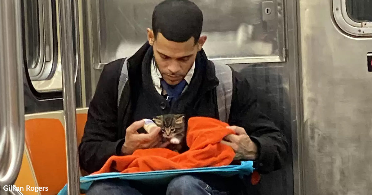 Man Bottle Feeds Tiny Kitten On Subway And Restores Religion In Humanity Man Bottle Feeds Tiny Kitten On Subway And Restores Religion In Humanity