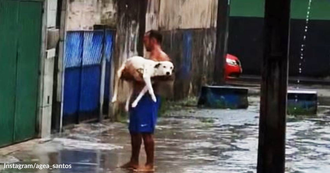 He Loves the Rain! Fur Dad Sweetly Carries His Paraplegic Dog to Enjoy Nature's Shower