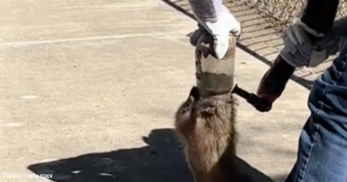 Man Pushes Previous Worry To Free Groundhog With Head Caught In Jar Man Pushes Previous Worry To Free Groundhog With Head Caught In Jar