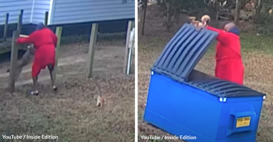 Backyard Battle — Hero Saves Chihuahua By Choking Out Vicious Coyote