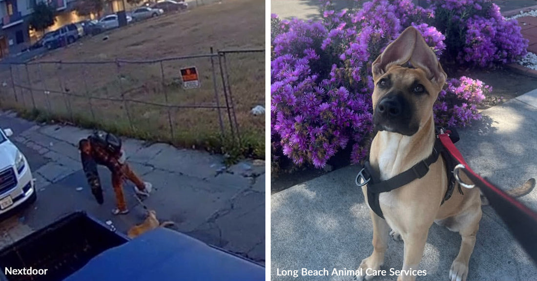 Split image shows a person lunging toward a dog on a sidewalk and, beside it, the same tan dog sitting alert in a harness near purple flowers.