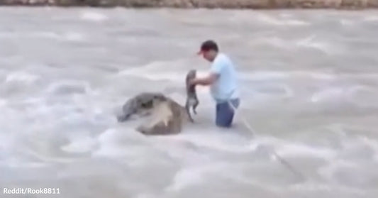 A man wades through rushing water while lifting a small animal to keep it out of the flood.