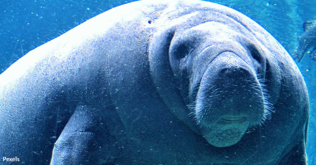 Starving Manatees Push Wildlife Advocates to Sue Federal Agency