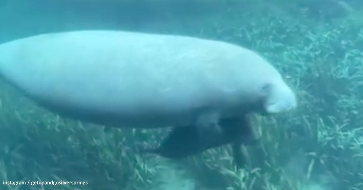 Kayakers Witness Manatee Mom And Calf Hug And Kiss In The Wild Kayakers Witness Manatee Mom And Calf Hug And Kiss In The Wild