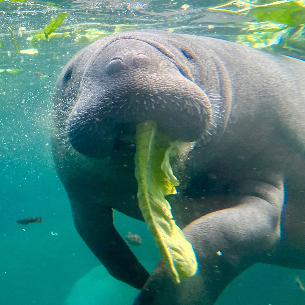Manatee underwater eating a leafy green plant, with sunlight filtering through clear blue water.