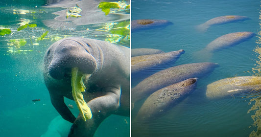 Split image: close-up of a manatee eating greens underwater on the left, and multiple manatees clustered near the surface on the right.