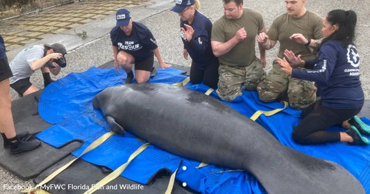 Florida Wildlife Biologists Rescue Manatees Stranded Due to Hurricane Helene