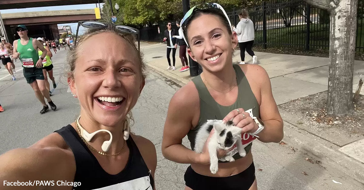 Runner Provides Up Private Finest To Save Kitten Throughout Chicago Marathon Runner Provides Up Private Finest To Save Kitten Throughout Chicago Marathon