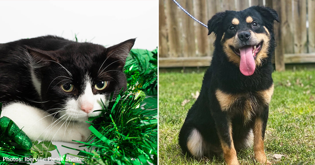 Meet Shelter Pets Who Are Ready For Their Luck To Change On This Month's Flight to Freedom