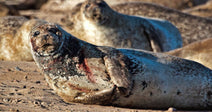 A colony of gray seals rests on a sandy beach, with one scarred individual in the foreground appearing to have fresh wounds on its side.