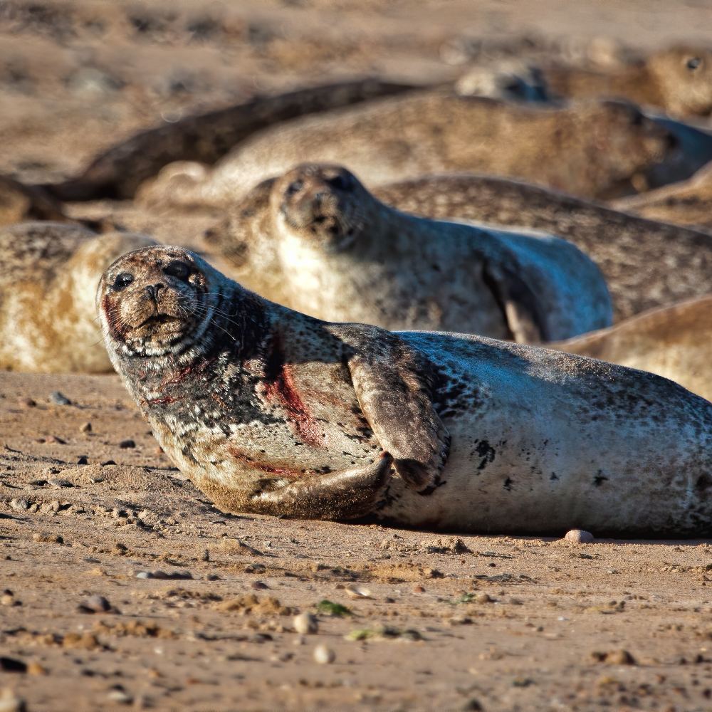 A colony of gray seals rests on a sandy beach, with one scarred individual in the foreground appearing to have fresh wounds on its side.