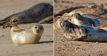 On the left, a fluffy seal pup waves a flipper while resting on a sandy beach; on the right, a scarred adult seal reclines amid a large colony on shore.