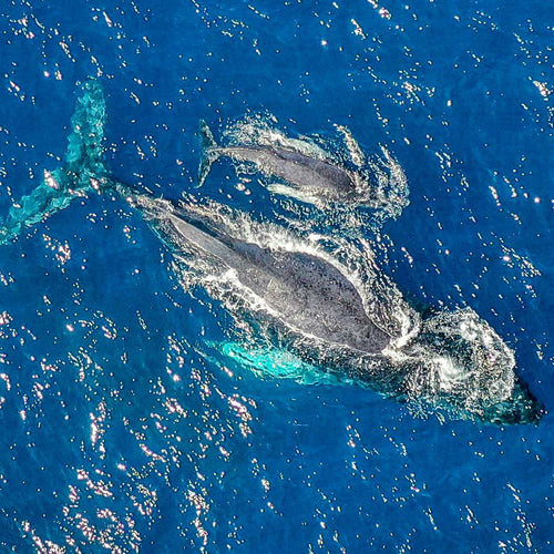 Don’t Let Congress Gut the Law That Keeps Dolphins and Whales Alive