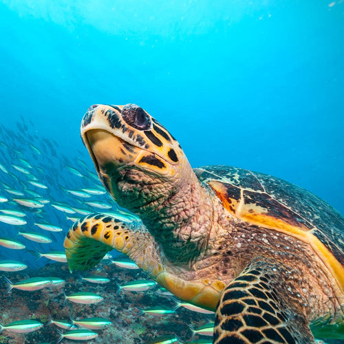 Ban Toxic Pharmaceutical Waste and Protect Marine Life
