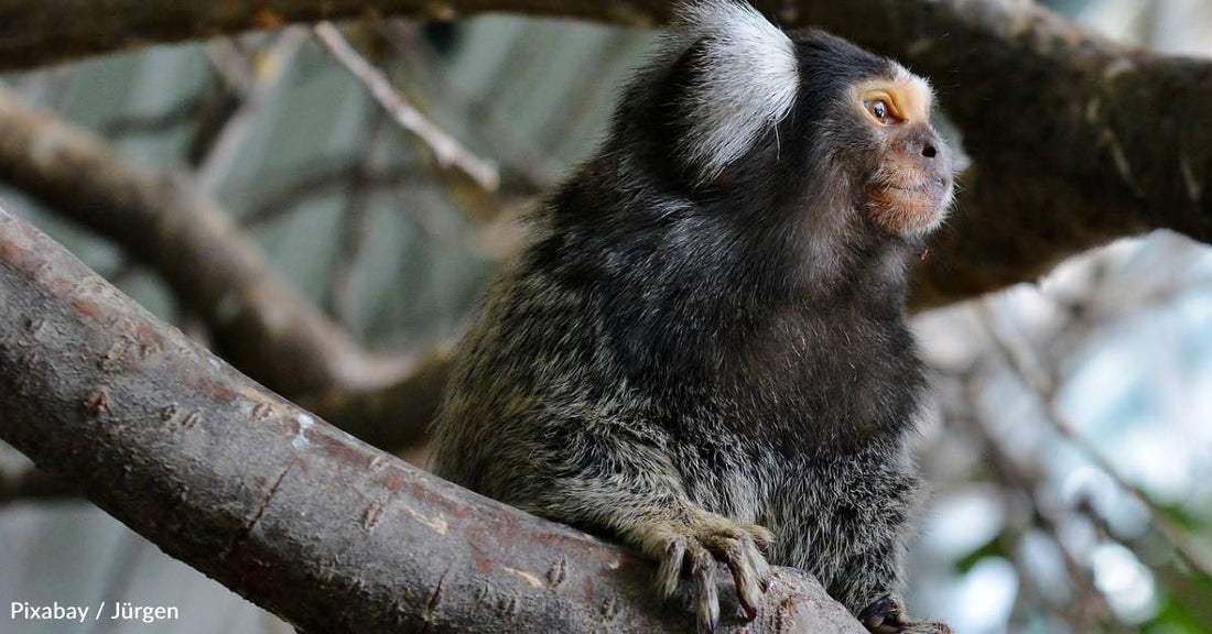 South American Monkeys Found to Have Names for Each Other, Showing Higher-Level Cognitive Ability