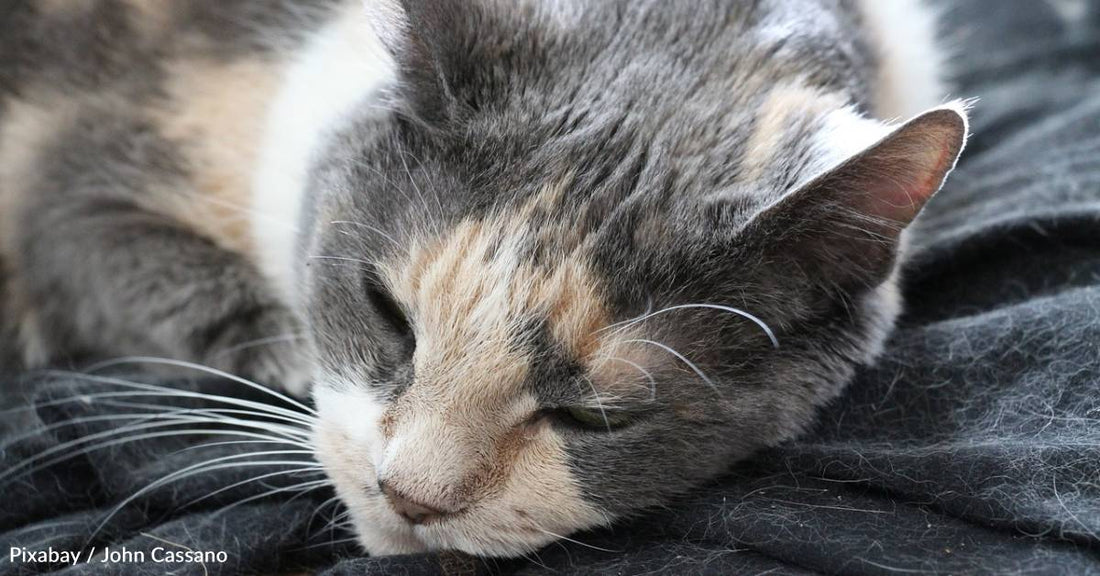 Stray Cat That Was Frozen and Near Death Survives, Despite Poor Odds