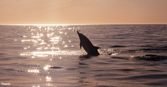 Over 100 Amazonian River Dolphins Perish Amid Severe Drought