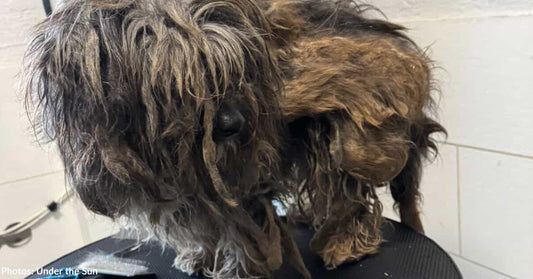 Neglected, Matted Dog Unrecognizable After Grooming