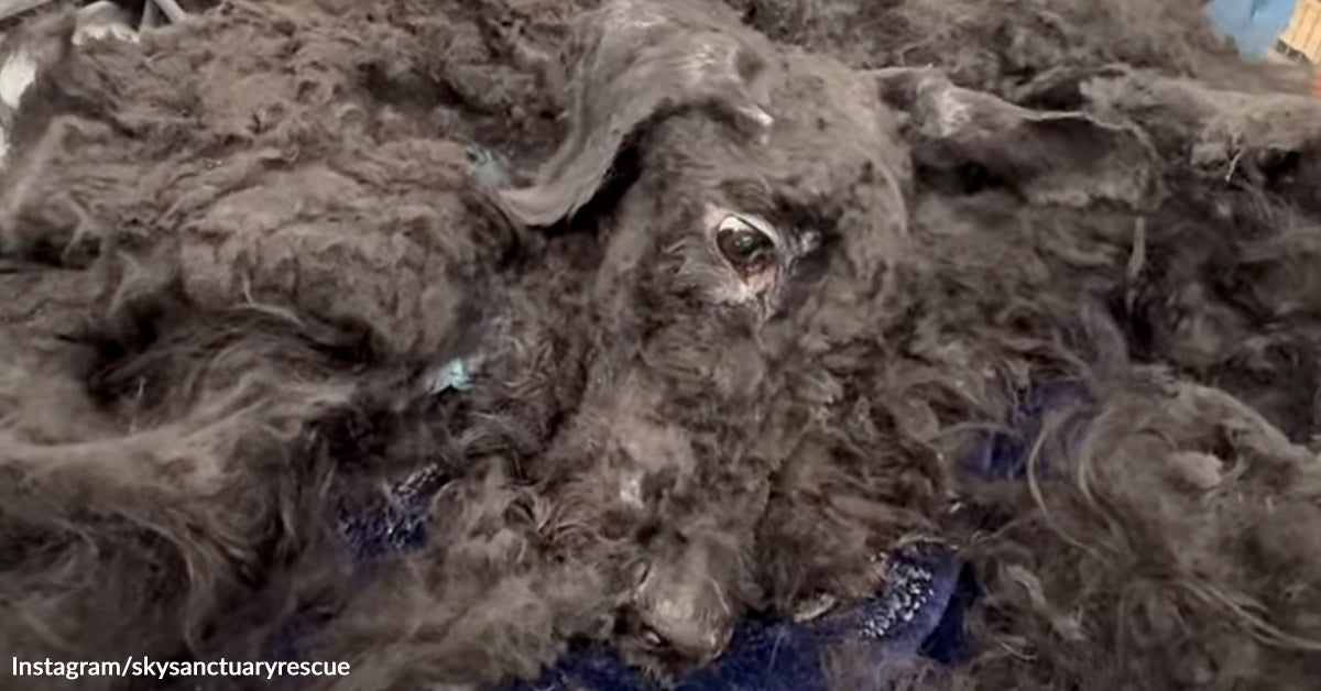 Rescuers Shear Away Years Of Neglect And Uncover A Dog Barely Clinging To  Life | The Animal Rescue Site