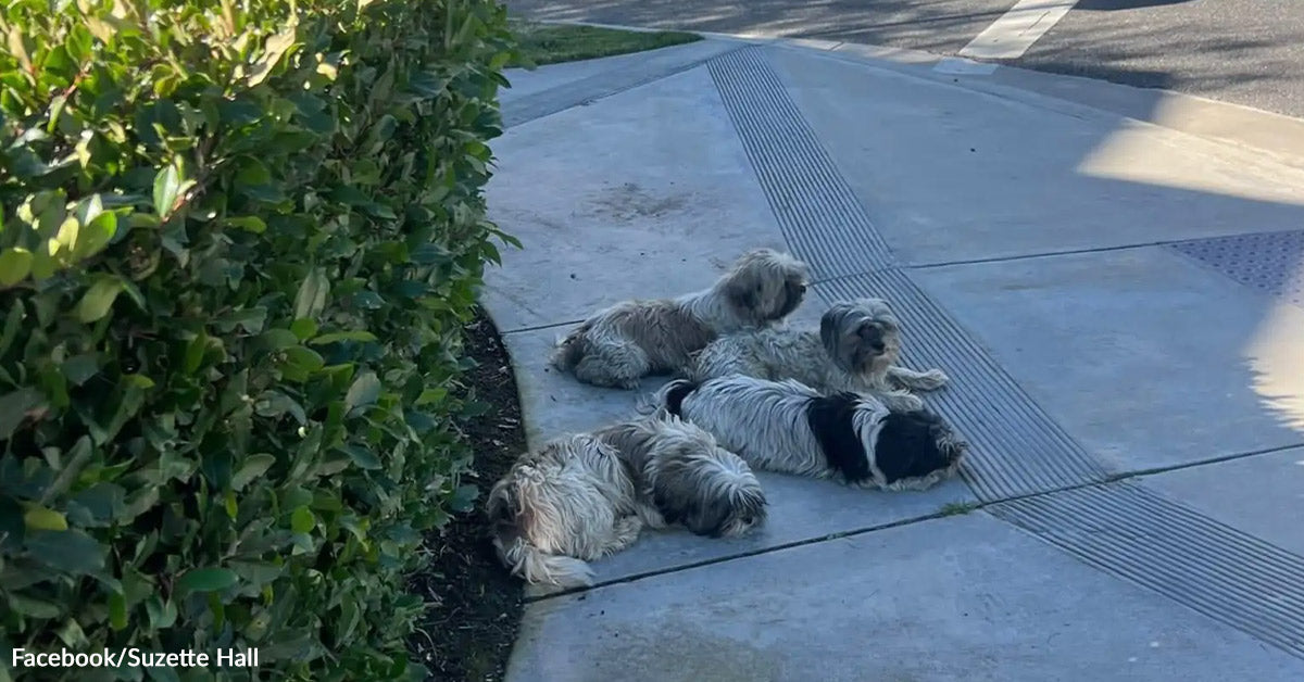 4 Matted Canine Dumped On Nook Refuse To Go away Every Different’s Aspect 4 Matted Canine Dumped On Nook Refuse To Go away Every Different’s Aspect