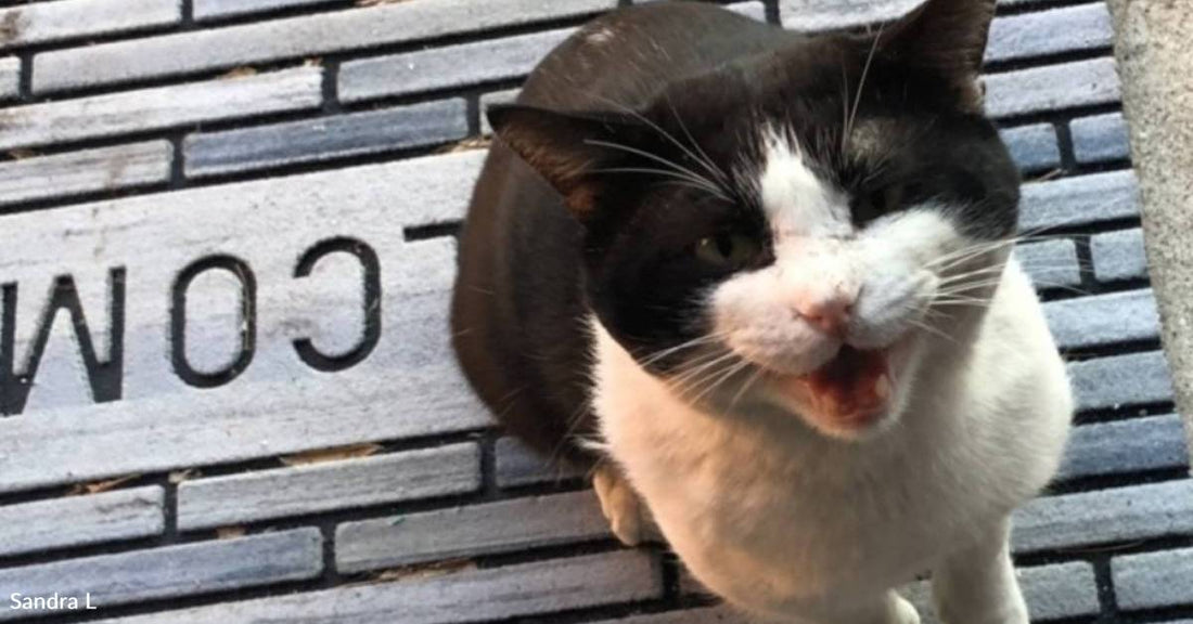 Stray Cat Shows Up at Family's Porch to Help Them Through the Pandemic