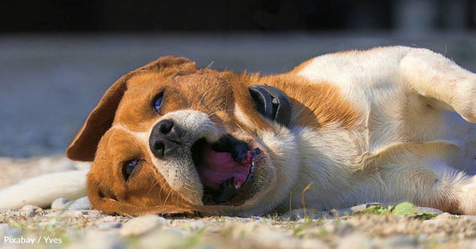 Woman Wants to Adopt Guard Dog, Ends Up with Sweet Tripod Beagle