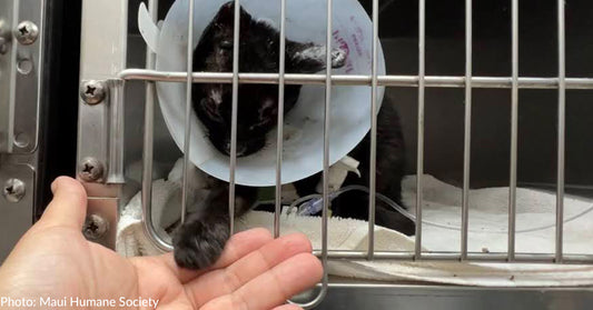 Resilient Kitten Rescued From Maui Wildfires Is Spreading Joy And Hope